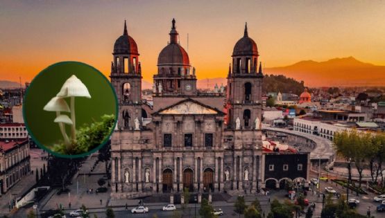 ¿Cómo llegar al Festival del Bosque y los Hongos 2026 en Toluca desde CDMX?