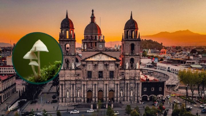 ¿Cómo llegar al Festival del Bosque y los Hongos 2026 en Toluca desde CDMX?