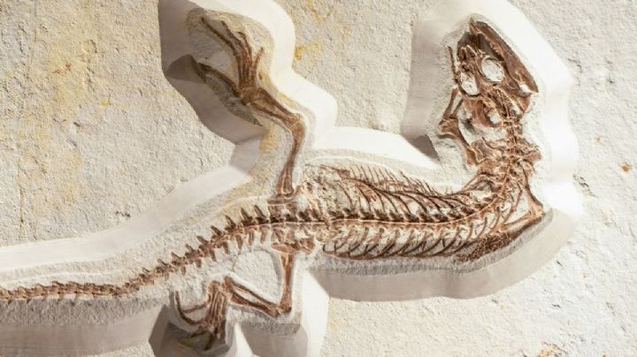¡Parecía un monstruo! Hallan Mastodonsaurus de 240 millones de años y casi 6 metros