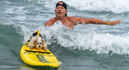 ¡Nacieron para las olas! Perritos demuestran su talento en un emocionante concurso de surf