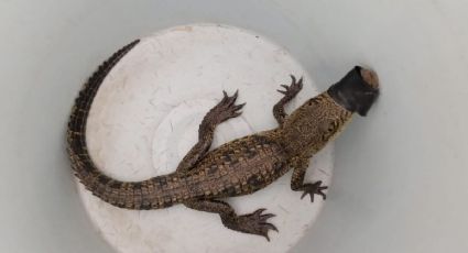 ¡Final feliz! Rescatan a un cocodrilo bebé que fue abandonado en las calles de Hidalgo