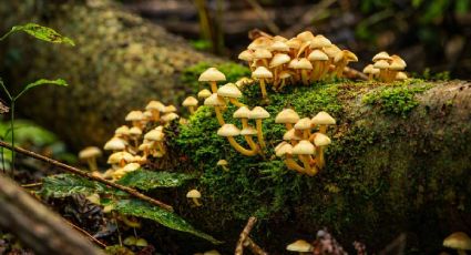 ¡La magia de Hongosto! Así florecen miles de hongos en los bosques de México