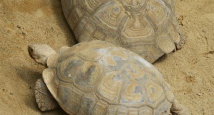 ¡Las pequeñas ingenieras del Sahara! 500 tortugas ayudaron a darle nueva vida al desierto