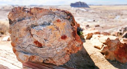 ¡Parece de la era prehistórica! El bosque donde los árboles gigantes se convirtieron en piedra