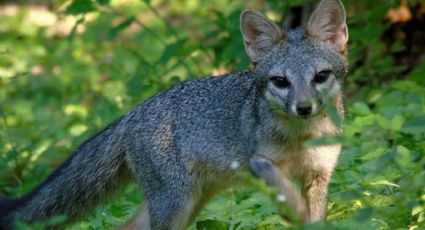 ¡La libertad los esperaba! Así regresaron 18 animales silvestres a su hábitat natural