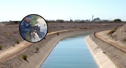 ¡Sano y salvo! Policías logran rescatar a un perrito atrapado en un canal
