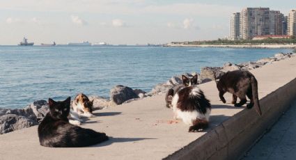Día del Gato: Destinos del mundo para admirar a estos felinos en tus vacaciones