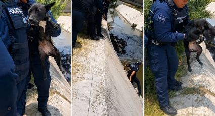 ¡Coraje y solidaridad! Policías rescataron a un perrito en Chimalhuacán y conmovieron las redes