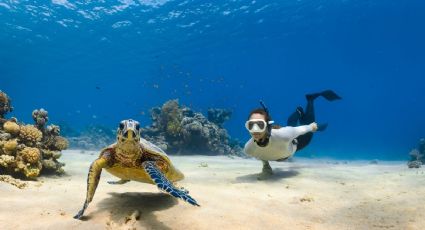 La playa de aguas cristalinas de Quintana Roo en la que podrás nadar con tortugas