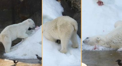 ¡Un día perfecto para Aika! La osa polar que conquista corazones jugando en la nieve en Moscú
