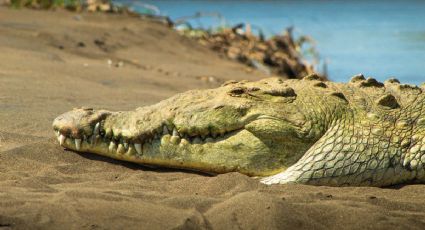 ¡Cocodrilo a la vista! Turistas de Mazatlán recibieron a una visita inesperada en sus vacaciones