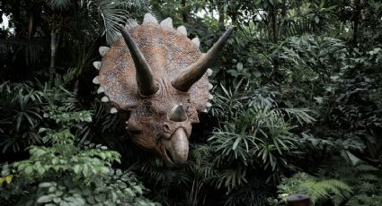 ¡Viaje jurásico! Chasmosaurus, el dinosaurio prehistórico que puedes ver en Chihuahua