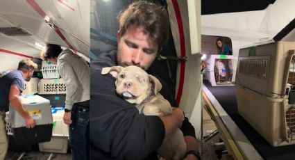 ¡Un vuelo lleno de esperanza! Así salvaron la vida de cientos de animales en un avión