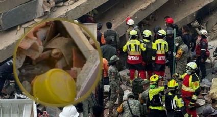 Pascualina, la tortuga que sobrevivió 35 días bajo los escombros tras los sismos en Venezuela