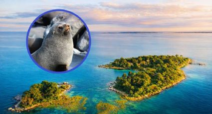Las islas de Baja California Sur donde puedes nadar con lobos marinos en tus vacaciones